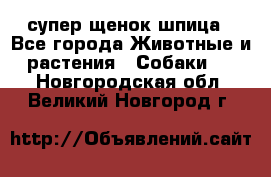 супер щенок шпица - Все города Животные и растения » Собаки   . Новгородская обл.,Великий Новгород г.